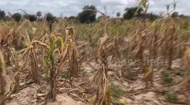 Persistent drought threatens livelihoods of Zambian farmers