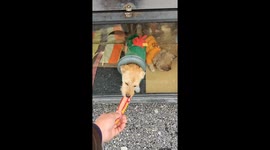 Truck driver makes new house for adopted dogs under compartment