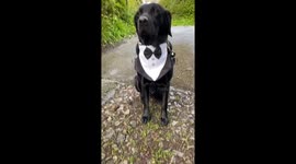 My dog helps me with the marriage proposal.