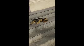 Dog eats comfortably lying down in Pisco, Peru