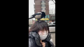 Magpie attacks girl's hair in surprising encounter on Shenyang Street, China