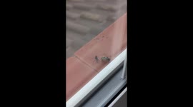 Dad left 'speechless' after spider catches wasp on windowsill and rips it in half