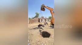 A Cow saved from deep well in central India after hours of intense effort