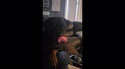 temp