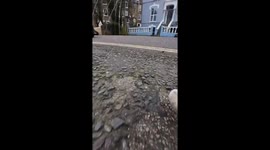 London purr-spective: Snowy the tabby's adventures revealed