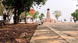 Crocodile wanders out of pond and stops for a rest in front of camera