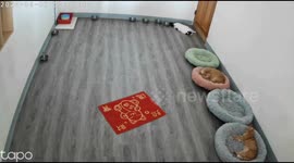 Cats react as earthquake rattles Hualien, Taiwan