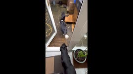 Courageous canine chronicles: Yorkshire Terrier's triumph over physical challenges