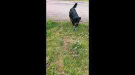 Rottweiler Finds a Special New Toy