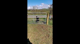 Rottweiler Squeezes Through Gate