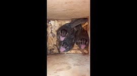 Owlet-nightjars show their ‘scary face’