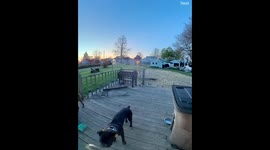 Smart dog rings doorbell camera to be let back in