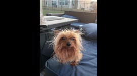 Photobombing Pup Steals the Spotlight