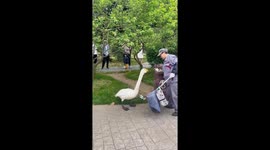 Goose honks to protest against cleaner sweeping away its food