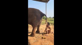 Woman plays volleyball with elephant dung