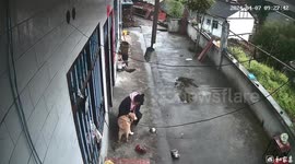 Chinese woman's attempt to smell dog's breath backfires