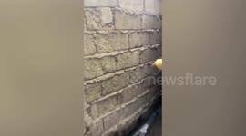 Abandoned pet dog trapped behind wall rescued