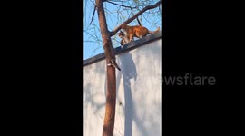 Cat masters tree-climbing skills with help from feline mentor