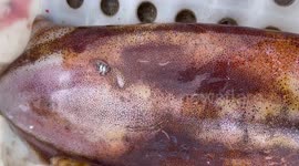 Fisherwoman amazed as squid's body flashes after being caught