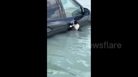 Cat rescued by police after clinging to car door during Dubail floods