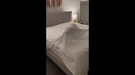 Daring dog's hilarious bed sheet escape fail
