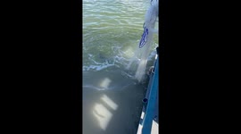 Fisherman bravely puts fingers inches from crocodile's mouth to cut animal free from fishing net