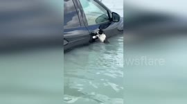Police save cat clinging to car door during floods in Dubai