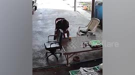 Snake slithers past man's feet as he fidgets with phone