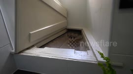 Spooked couple find medieval gargoyle imp above their loo