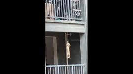 Residents save kitten dangling from balcony in China