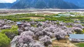 Village tourism in Xizang ushers in spring amid peach blossom viewing