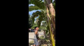Butuan City resident accidentally cuts banana tree without bananas instead of fruit-bearing stem