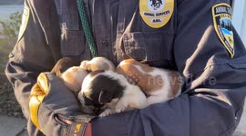 US: ARL Rescues 60 Animals from Neglect, Offers Hope and Healing in Norwalk