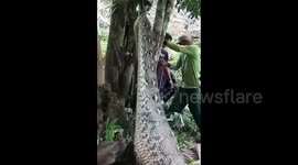 Preying On Cows And Pigs Belonging To Residents, A 6 Meter Long Python Was Caught