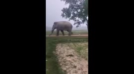 Elephants played football