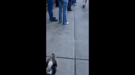 Excitable dog thinks mariachi band performing street is for him