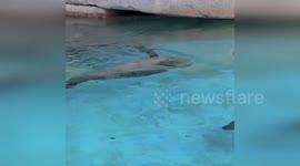 Seal amuses visitors by chasing its tail at Milwaukee County Zoo