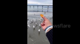 New Zealand: Seagull Teasing, Encounter by the Shore