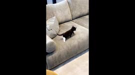 Tiny Kitten Climber Gets Surprised by Rolling Pillow
