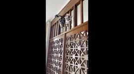 Twister! Pet cat weaves through wooden posts