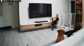 Cute dog acts like an escape artist caught on camera when they are alone at home