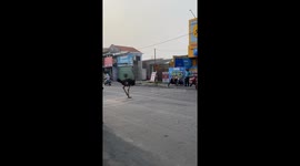 Ostrich Runs With Traffic