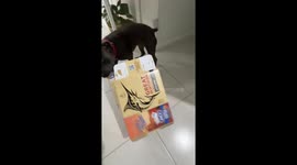 Dog Takes Off With Box of Beer