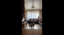 Still standoff: Family face-off ends with table-clearing twist in Tubize