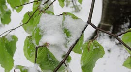 On April 21st, heavy snowfall covered Bocca della Selva, a hamlet in the municipality of Cusano Mutri, located at around 1400 meters above sea level. The heavy rainfall affected all of central/southern Italy.