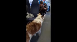 Londoners delighted as dog spreads joy on train
