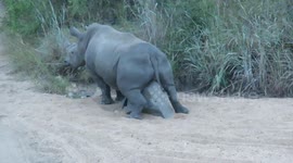 Rhino awkwardly uses rock to itch its underbelly making hilarious viewing