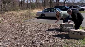 Drunk vultures released after sobering up in Connecticut