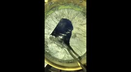 Oddly satisfying removal of bismuth oxide film