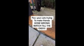 Snowy trying to make friends with his senior neighbour didnt go well